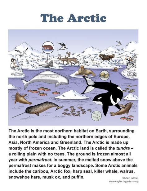 Arctic Poster For Grades 3 5 Arctic Habitat Arctic Animals Preschool
