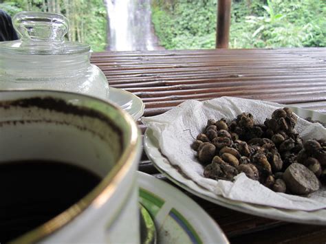 > captive civets are sometimes fed only coffee cherries, the fruit that produces coffee beans. Drinking Civet Cat Coffee | Flickr - Photo Sharing!