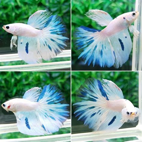 On a purely aesthetic level, high levels of ammonia/nitrogenous wastes also cause a betta's fins to split, break down, and literally fall apart, leaving your poor fish pale, tattered, and stripped of its former beauty. fwbettashm1512198029 - HM WHITE BLUE MARBLE | Betta fish ...