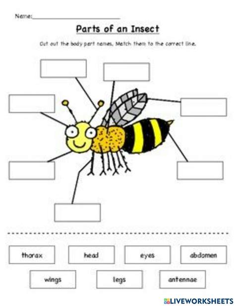 The Parts Of An Insect Worksheet With Pictures And Words To Help