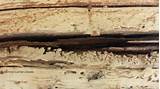 Photos of Termite Damage Log Homes