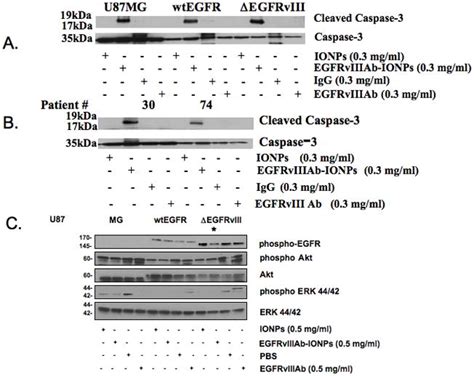 Egfrviii Antibody Conjugated Iron Oxide Nanoparticles For Magnetic