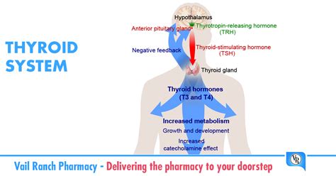 The Thyroid Gland A Major Player In Regulating Your Metabolism