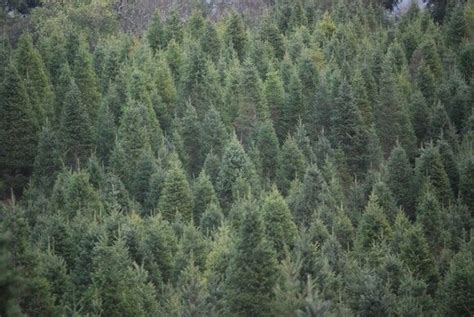 why do most evergreen trees have a pyramid shape evergreen evergreen trees tree