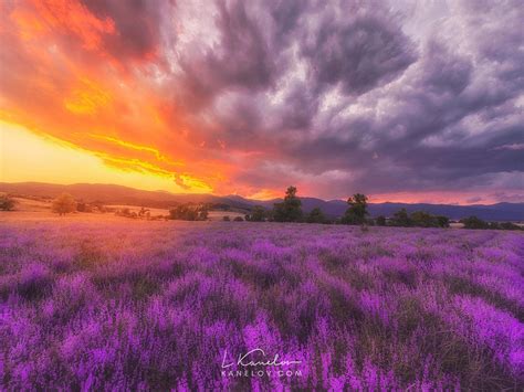 Lavender Field At Sunset Landscape Print Nature Landscape By Luke