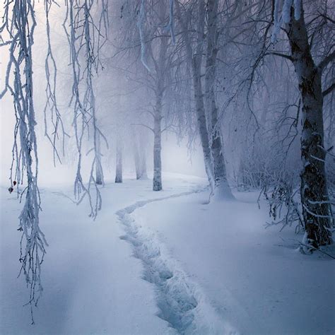 Magic Forest Trees Winter Snow Pathway Winter Szenen Winter Love