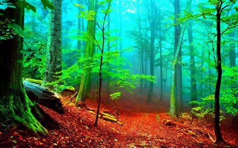 69 Enchanted Forest Backgrounds Wallpapersafari