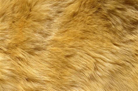 Animal Fur Wallpapers On Wallpaperdog