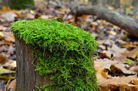 Green Moss Grows On A Stump In The Autumn Forest Stock Photo Image