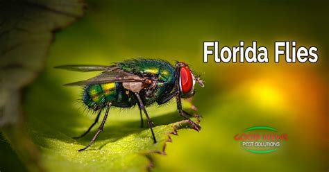 Florida Flies Part 1 Pest Control In Venice Fl Good News Pest