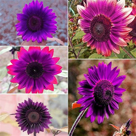 50pcs Purple Rare Sunflower Mixed Seeds Bonsai Charming Potted Annuus