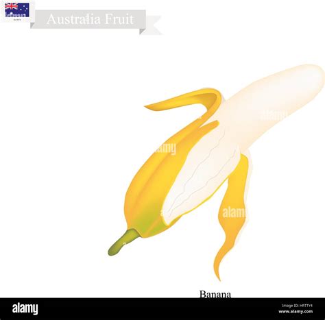 Australia Fruit Illustration Of Golden Banana One Of The Most Popular Fruits In Australia