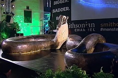 Giant Snake Becomes New Smithsonian Exhibit Nbc4 Washington