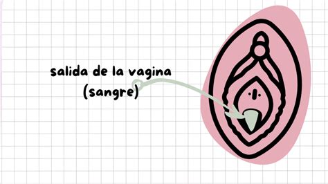 ¿sabías Que La Vulva Tiene 6 Orificios ¡conoce Sus Nombres