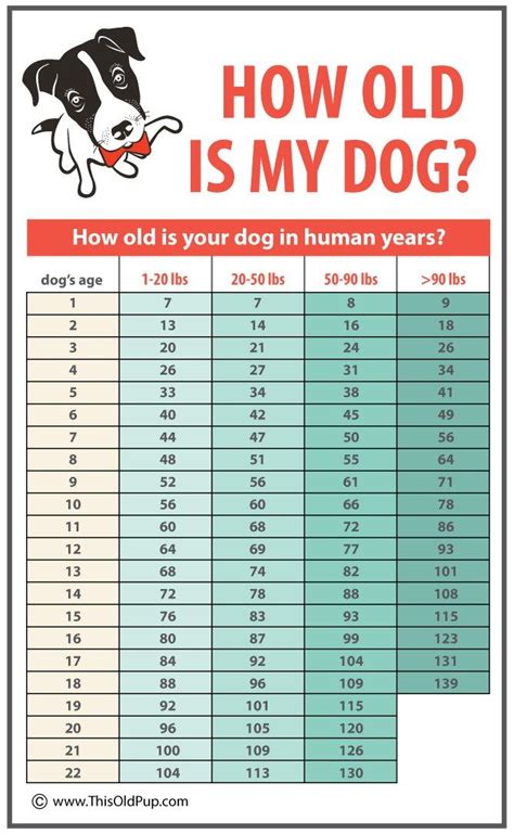 How Old Is My Dog An Easy To Use Chart Dog Age Chart Dog Ages