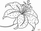 Coloring Lily Flower Printable Drawing sketch template