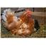 What Exactly Is A Broody Hen And How To Stop It