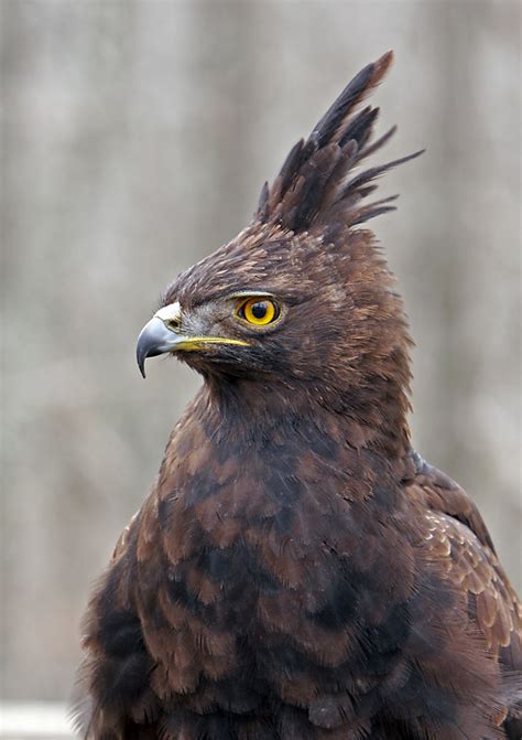 Javan Hawk Eaglephoto By Irawan Subingar Eagles Birds