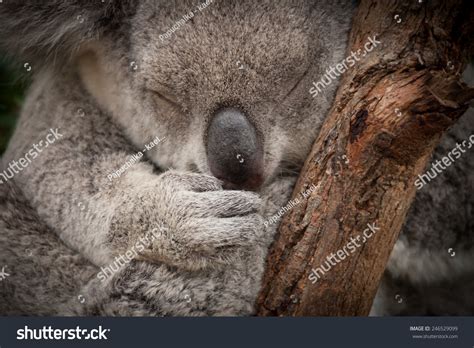 Cute Sleeping Wild Koala Closeup Portrait Stock Photo 246529099