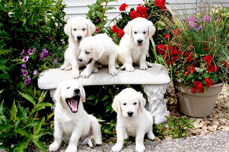 White Golden Retriever Puppies For Sale In Mn Reserve Your Golden