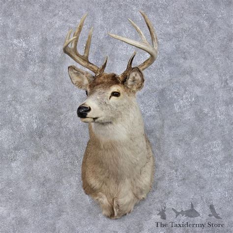Whitetail Deer Mount For Sale 12500 The Taxidermy Store