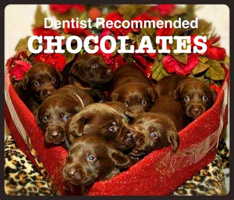 Parents of all our labrador retriever puppies are physically sound with certified hips and eyes. Happy Valentine's Day! 5 out of 5 dentists recommend these ...