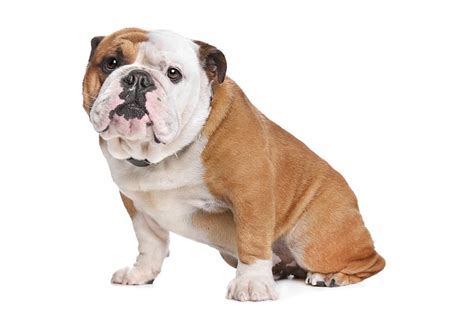 Cooper the family dog in the movie angel dog; 125+ Bulldog Names That Are Totally Awesome - My Dog's Name