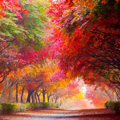 Enjoy Nature 🌻☀️💛 Enjoynature Twitter Autumn Landscape Fall