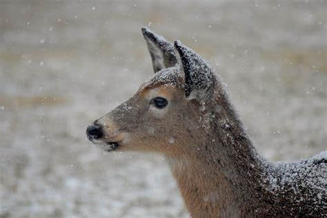 Free Images Nature Snow Winter Animal Cute Wildlife Wild Fur