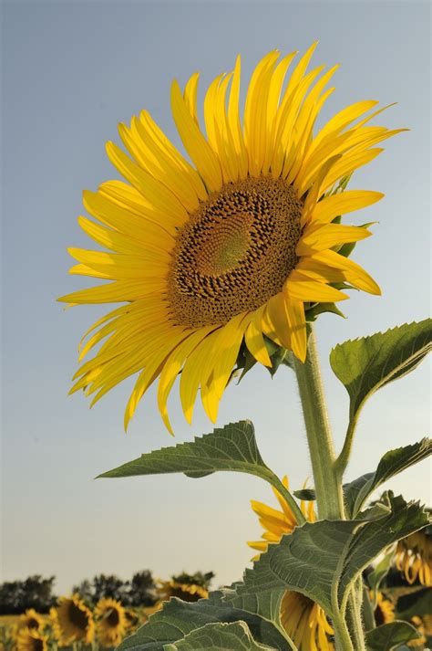 ᵛᴵᴺᶜᴱᴺᵀ Landscape Reference Sunflower Pictures Sunflower Photography