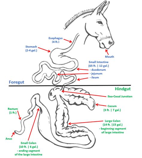 Horse Digestive System Overview Star Milling Co