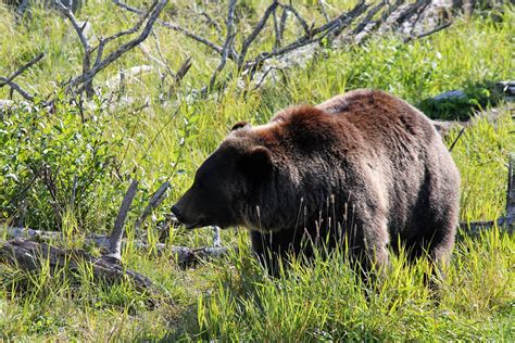 Mitcheci Photos Alaska Grizzly Bears