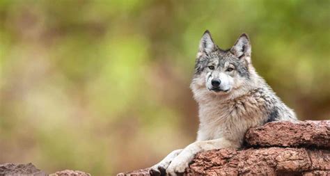 Mexican Gray Wolf Defenders Of Wildlife