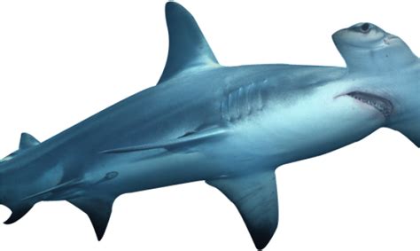 Hammerhead Shark Png Free Logo Image
