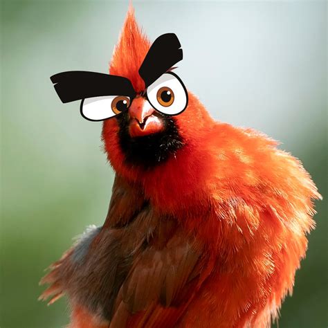 Real Angry Bird
