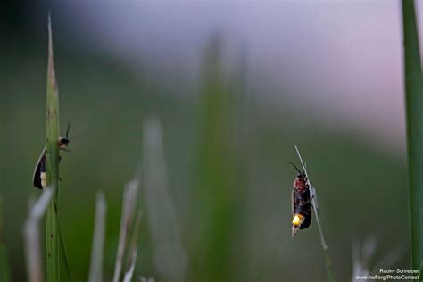Fireflies The National Wildlife Federation Blog