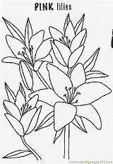 Coloriage Buzz2000 Imprimer Coloringpages101 Lilium sketch template