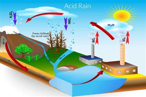 Влияние кислотных дождей на окружающую среду