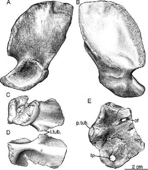 Pelvic Girdle Of Doswellia Kaltenbachi Usnm 244214 A B Left Ilium