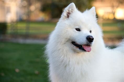 12 Dog Breeds That Only Have White Coats