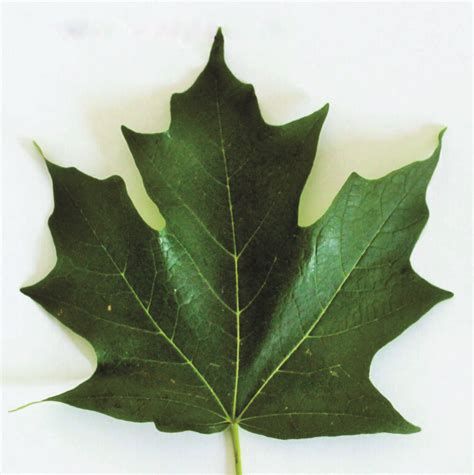 Marking Maple Trees For Easy Identification Maple Tapper Blog