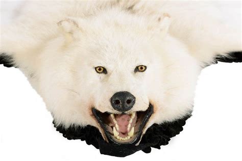 A Rare Arctic Wolf Fur 195 Cm Long Natural History