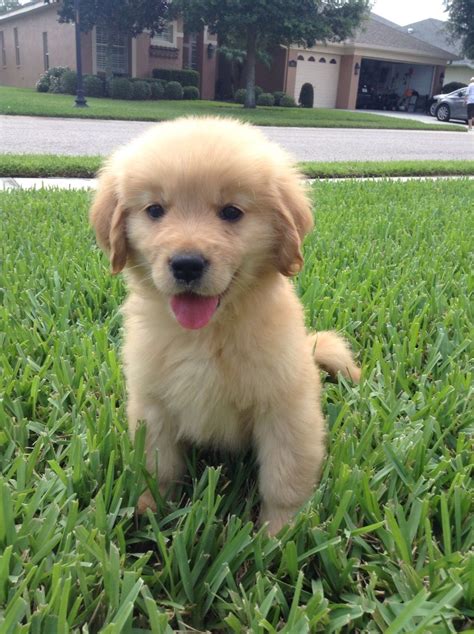 8 Week Old Golden Retriever Puppy Hundebabys Niedliche Welpen Hunde