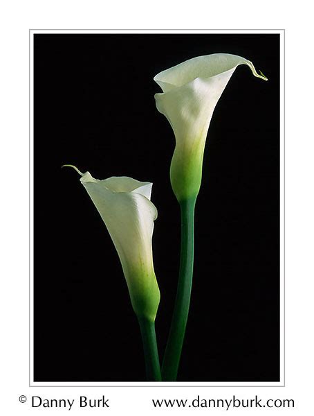 Picture Calla Lily White Flower Portrait By Danny Burk Photography