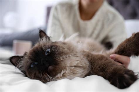 788 Balinese Cat Stock Photos Free And Royalty Free Stock Photos From