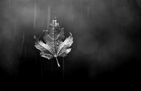 Looking for the best wallpapers? Download Black And White Leaf Wallpaper Gallery