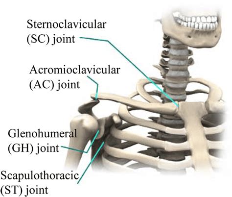 The shoulder joint is supplied with blood by branches of the anterior and posterior circumflex humeral arteries diagram of the human shoulder joint, back view. Understanding several reasons for shoulder pain