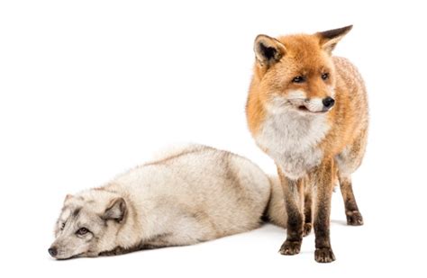 Premium Photo Red Fox Vulpes Vulpes Standing And Arctic Fox Vulpes