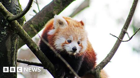 Belfast Zoo Celebrates Birth Of Endangered Red Pandas Bbc News