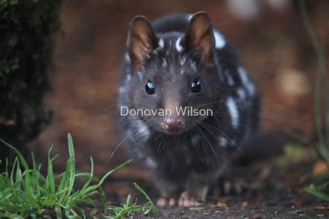 Eastern Quoll Black Mortph By Donovan Wilson Redbubble